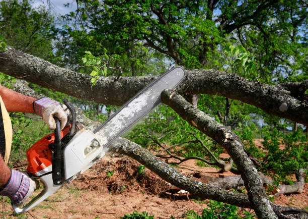 How Our Tree Care Process Works  in Tawas City, MI